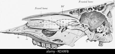 . L'anatomie de l'animaux domestiques . Anatomie vétérinaire. 138 SQUELETTE DE L'OX tarifs les deux sinus palatine. Le alveoU pour l'augmentation de la taille des dents jugales d'avant en arrière. Le sinus maxillaire propre est petite et est indivisible. Le maxiUary foramen est une étroite fissure, profondément placée à la partie médiane de la bulla lacrymal. Le maxillaire ne prend aucune part à la fonnation du canal palatin. (Sutural ou Wormian) les os sont souvent présents à sa jonction avec l'os malaire et lacrymal. Le corps du prémaxillaire est mince et aplati, et n'a pas d'alvéoles, depuis la canine supérieure et inci Banque D'Images