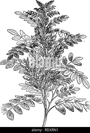 . Un manuel de plantes toxiques, principalement de l'Est de l'Amérique du Nord, avec de brèves notes sur le développement économique et les plantes médicinales, et de nombreuses illustrations. Plantes toxiques. Manuel de 528 plantes toxiques des démangeaisons. La plante est utilisée pour l'expulsion des vers intestinaux, les poils d'être mélangé à du miel et de la mélasse. Les jeunes gousses sont utilisés comme nourriture. Le Calabar ou épreuve (Physostigma venenosum Bean) est une escalade peren- nial plante ressemblant au scarlet runner et est originaire de l'Afrique occidentale tropicale. Il était auparavant utilisé par les indigènes pour produire de l'empoisonnement et est aussi un anti- dote contre' strychnin pve Banque D'Images