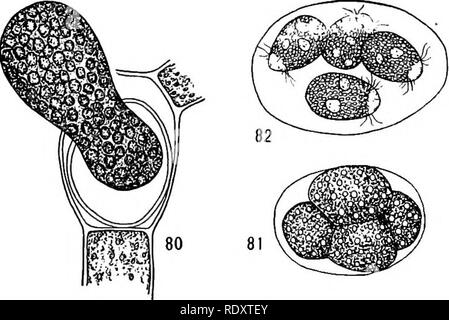 . Un manuel de botanique pour les collèges et universités ... La botanique. filaments, qui peut ensuite être parlé de comme homme et femme. Cette séparation des sexes dans les différents individus est une condition appelée le dioecism. Parmi ces formes dioïque une intéressante modi- fication peut survenir, le mâle en filaments très dérisoire. Ces fila- ments nain sont produits par les zoospores spéciales petites, qui sont plus grandes que les spermatozoïdes, mais plus petites que les zoospores, et sont appelés par leur androspores p'hommes roduit. Ces essaims androspores pendant un certain temps et enfin s'installer sur femme filam Banque D'Images