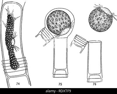 . Un manuel de botanique pour les collèges et universités ... La botanique. THALLOPHYTES 29 chacun de qui produit un seul très gros œuf, visiblement rempli d'aliments de réserve, et développe une perforation qui l'entrée des spermatozoïdes. Encore d'autres cellules du filament à diviser, les cellules filles pas d'allongement, produisant ainsi une courte rangée de petites cellules, les anthéridies, au sein de chacune d'elles un ou deux spermatozoïdes sont développés (fig. 77). Les spermatozoïdes sont beaucoup plus petits que les zoospores, mais ils ont la même couronne de cils, et cette relation évidente entre spore et le sperme est constamment. Fig. 74-76. - O Banque D'Images