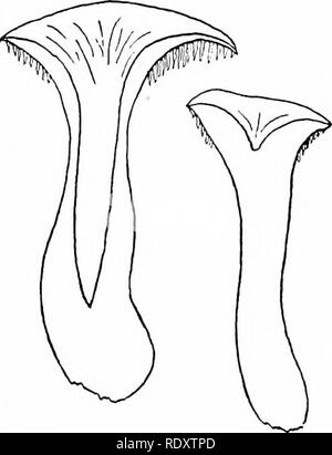 . Le livre de champignons : un guide populaire pour l'identification et l'étude de nos champignons roturier, avec un accent particulier sur la variétés comestibles . Les champignons, les champignons comestibles, de cuisine ; (champignons) ; cbk. Genre Hydnum GENRE HYDNUM Répandre Hydnum repandum Hydnum (comestibles) Cap ou PileasâFleshy, fragile et humide, lisse ou plutôt d'individus matures en écailles. Variable en couleur ; rouge léger, chamois pâle, jaune ou rouillé. Convexe, avion, ou profondément con- cave par la tige devenir creux. Souvent les marges ondulée. 1 à 4 pouces de large. Les dents ou AculeiâPointed, blanchâtre, facilement détachable, laissant peu de cavités dans le charnu Banque D'Images