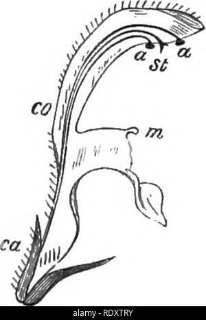 . Sur la fleurs sauvages considérées par rapport aux insectes. Fleurs ; fertilisation des plantes par les insectes ; les plantes. -Fleur de Lamium album. Fig. III.-l'article de idem. suggère-t-il, parce qu'il aurait été déposé sur les yeux des abeilles, et peut-être si grandement incommodés comme pour les dissuader de se rendre dans la fleur. L'avis du Dr Ogle est renforcée par le fait qu'il y a certaines espèces, comme par exemple la digitale, dans lequel, comme montré dans Fig. 100-102, les anthères sont immatures, mais quand transversale longitudinale s'en mûrissant. Mais pour revenir à l'ortie morte. À partir de la po Banque D'Images