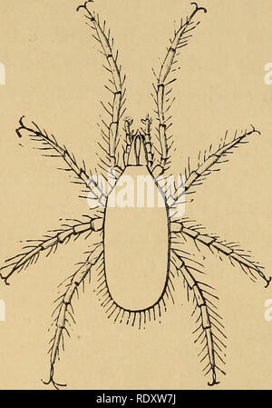 . L'entomologie économique. Les insectes bénéfiques ; les insectes nuisibles ; Thysanura. 166 ARACHNOIDEA. Certains cas Particularités de structure dans ceux qui ont dévié dans un mode de HFE, aquatiques et plus encore lorsque le mode de vie aquatique est marine. Pas d'autres insectes ont été trouvés dans la mer ; certains coléoptères en effet vivre sous de haute mer, mais ils ne sont pas plus que les coléoptères de la mer les plongeurs sont les hommes de la mer. Les deux sont terrestres, et leur existence sous la mer est exceptionnelle, et prévue à la fois par des organes de la respiration. Certains acariens qui ont ces dernières années été décrit comme trouvés dans Banque D'Images