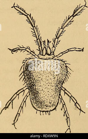 . L'entomologie économique. Les insectes bénéfiques ; les insectes nuisibles ; Thysanura. Trombidium holosericeum, jeune.. Veuillez noter que ces images sont extraites de la page numérisée des images qui peuvent avoir été retouchées numériquement pour plus de lisibilité - coloration et l'aspect de ces illustrations ne peut pas parfaitement ressembler à l'œuvre originale.. Murray, Andrew, 1812-1878. [London] Chapman and Hall Banque D'Images