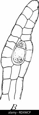 . Morphologie d'angiospermes (morphologie des spermatophytes. Partie II). Les angiospermes ; la morphologie des plantes. E. Veuillez noter que ces images sont extraites de la page numérisée des images qui peuvent avoir été retouchées numériquement pour plus de lisibilité - coloration et l'aspect de ces illustrations ne peut pas parfaitement ressembler à l'œuvre originale.. John Coulter, Merle, 1851-1928 ; Chamberlain, Charles Joseph, b. 1863. New York, D. Appleton Banque D'Images