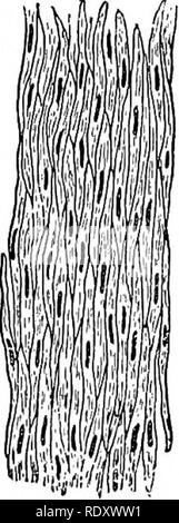 . Les principes et la pratique de juger Live-stock . Le bétail. 10 Live-stock prises juger tous ceux qui entrent dans la structure de soutien ou d'un cadre de l'organisme, tels que les os, le cartilage, liga- ments et les tendons, et le tissu interstitiel de tous les organes. Tous les tissus conjonctifs sont plus ou moins dans le caractère fibreux (Fig. 2). 9. Le tissu musculaire. - Le tissu musculaire peut être divisé en volontairement et involontairement, l'ancien représenté par les muscles squelettiques avec lequel le juge n'est plus concernés. Fig. 3.-muscle involontaire en coupe longitudinale ; les cellules musculaires sont souvent coupées Banque D'Images