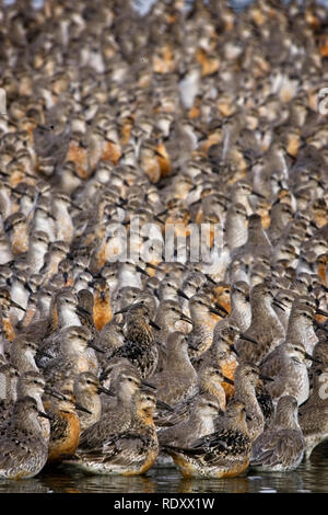 Un troupeau de Bécasseau maubèche (Calidris canutus) à alert alors que sur leur site de repos, King's Lynn, Norfolk, Angleterre, Royaume-Uni. Banque D'Images