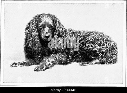 . Le nouveau livre du chien ; une histoire naturelle de la les chiens et leurs parents à l'étranger, avec des chapitres sur le droit, la reproduction, l'élevage, de gestion et de traitement vétérinaire. Les chiens. 440 LE NOUVEAU LIVRE DU CHIEN. dés la taille et humidifié avec de bonnes actions de la sauce, ainsi que les maigres hachées sous- fait du rôti de bœuf, avec l'ajout, deux ou trois fois par semaine, d'un peu de légumes verts cuits, varié avec du riz au lait ou suif et des biscuits. Le poisson peut également être accordée à l'occasion. 'Hen seulement deux ou trois chiens sont tenus, les résidus de table sera généralement suffisante, mais l'habitude pernicieuse o Banque D'Images