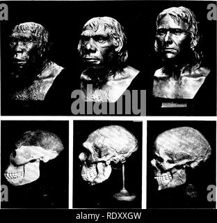 . Principes de la biologie moderne. La biologie. Les conséquences de l'évolution - 571. Fig. 29-18. Le crâne et les restaurations du visage de divers hommes préhistoriques, par J. H. McGregor. De gauche à droite : 1, l'homme de Java, Pithecanthropus ; 2, l'homme de Neandertal, et 3, l'homme de Cro-Magnon. En 1, les parties les plus légères sont restaurations, déduite de l'anatomie de l'autre parties. (Avec la permission de l'American Museum of Natural History, New York.) b. Étapes du développement de l'skele- tal c. système d'origine et le développement de la circula- tion des organes ? 9. Dans quelle mesure l'embryon humain dans la phase "fente branchiale&q Banque D'Images