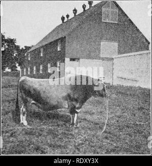 . Types et races d'animaux de ferme. Le bétail. Peut-être le plus de bovins 338 test remarquable allant jusqu'à 1918 a été celle de la période de trois ans à la vache Vive la France 319616, propriété de l'Oregon, qui a produit 12 744,8 livres de lait en trois cent soixante-cinq jours, l'essai 892,63 livres de matières grasses. Sophie 19 Hood Farm occupe la plus grande place de distinction parmi les vaches de Jersey comme un artiste de longue distance, pour des périodes de huit à la lactation jusqu'à 1919, elle a produit un total de 5787 livres de graisse, ou plus de trois tonnes de beurre estimé. A propos de 1I, 1916, secrétaire de l'American Gow bovins Jersey Banque D'Images