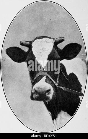 . La vache de la démonstration de Van Pelt. Les vaches. [S] numérisés par Microsoft®. Veuillez noter que ces images sont extraites de la page numérisée des images qui peuvent avoir été retouchées numériquement pour plus de lisibilité - coloration et l'aspect de ces illustrations ne peut pas parfaitement ressembler à l'œuvre originale.. Van Pelt, Hugh G. Waterloo, IA , Kimball's Dairy Farmer Banque D'Images