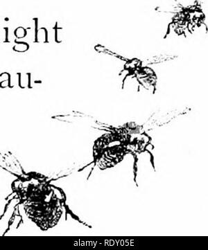 . Journées pastorales ; ou, Souvenirs d'un an de la Nouvelle Angleterre. L'histoire naturelle. Je sw aw ! Cawn ! Cawn ! Nous allons prendre un clown et dégel chaw !" Et ils ont fait ; et ils perchée sur ce vieux plug hat, et regardé autour pour certains-. Veuillez noter que ces images sont extraites de la page numérisée des images qui peuvent avoir été retouchées numériquement pour plus de lisibilité - coloration et l'aspect de ces illustrations ne peut pas parfaitement ressembler à l'œuvre originale.. Gibson, W. Hamilton (Hamilton), 1850-1896, William. New York, Harper & Brothers. Banque D'Images