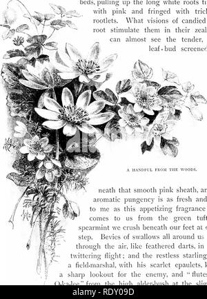 . Journées pastorales ; ou, Souvenirs d'un an de la Nouvelle Angleterre. L'histoire naturelle. 32 jours pastorale. Qui pourrait croire que tant d'inspiration poétique pourrait émerger d'une telle bouche comme cela ; car en vérité, c'est ce misérable-à toad qui lève sa petite voix dans la somnolence rêveuse, chœur de l'aube. Toutes les sortes d'odieux ont été entassées sur le crapaud de l'innocent ; mais il ne retourne que le bien pour le mal. Il est l'ami fidèle. Il garde son jardin par jour, et accalmies à dormir la nuit. Là-bas, près de ces cat flétri- tails, nous voyons le village de garçons parmi les calamus- Lits, soulevant le long w Banque D'Images