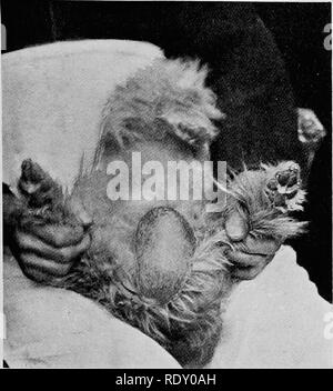 . Maladies chirurgicales du chien et chat, avec des chapitres sur l'anesthésie et d'obstétrique (deuxième édition de 'chirurgie Canine et féline'). Chiens ; chats. 233 l'intestin hernie de devenir tellement grande qu'elle devient en- carcerated, et conduirait à la gangrène de la bo-vel et septicémie si constante. L'opération.âIf la castration se fait greatl}' questions- Les mouvements internationaux, comme l'intestin est prolabées carefull)- retour sous le chloroforme (l'habituel précautions antiseptiques ayant été adopté), et d'une incision faite dans le scrotum en descendant. Fig. 151.âAn de Yorkshire Terrier avec hernie scrotale.1 un Banque D'Images