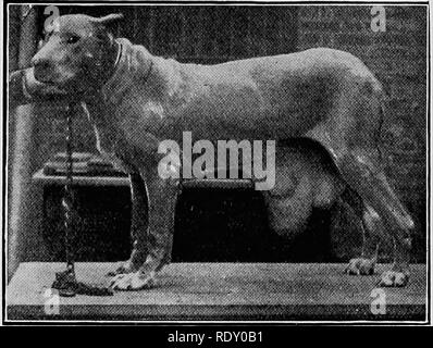 . Maladies chirurgicales du chien et chat, avec des chapitres sur l'anesthésie et d'obstétrique (deuxième édition de 'chirurgie Canine et féline'). Chiens ; chats. 230 CHIRURGIE canine et féline de faire une ouverture dans le péritoine. Si les organes n'ont pas été retournées, une nouvelle tentative peut maintenant être réussie,. Fig. 146.-tumeurs dans la région inguinale (pour la comparaison avec la figure suivante). surtout si l'extérieur du sac être soigneusement séparées de la peau environnante b}' moyen d'un bistouri ou^^ MhiK *.''""'  ""^^H MO '&Lt ; B^^^^^H r^^^^^^^H mm H i fl P F :^^* H '^• M - p. 100 Fig. 147.-En Banque D'Images