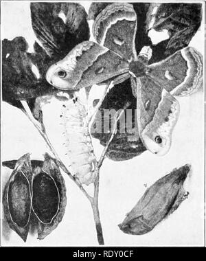 . Essentials de biologie a présenté des problèmes. La biologie. Les INSECTES 239 et le corps semblent avoir un revêtement plus épais de poils et d'écailles, et le antenniB à plumes arc. La position des ailes au repos d'un autre' eas- waj de dis- tinguishing l'un en- theothiT de secte. (Voir les Figures, page 237). Le développement. L'oeuf. - Les oeufs, crème de couleur- et aussi gros qu'une épingle, sont déposés en petits groupes sur la face inférieure des feuilles de la plante hôte. Les jeunes sont d'abord de petites chenilles noires, qui plus tard changer de couleur d'un vert bleuâtre, avec projet- tions de bleu, jaune et rouge alo Banque D'Images