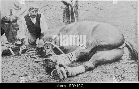 . Les maladies du pied du cheval . Sabots ; chevaux. OPEEATIONS SUR LE PIED 81 animal de façon que la partie du pied d'être opérée, que ce soit à l'intérieur ou à l'extérieur, les chutes par-dessus l'autre, et que la boucle de l'^obble sur ce pied est placé de sorte qu'il est également facile d'accès lorsque l'animal est en panne. Dans le cas qui nous illustrant le point de fonctionnement a été l'extérieur de la couronne près de Hind. Par conséquent, nous allons décrire le mode de fixation de l'arrière-pied près de la cannon de l'avant près de membre. La ligne latérale est d'abord réglée comme suit : c'est fixé sur le canon de la près de hind-le Banque D'Images