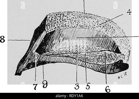 . Les maladies du pied du cheval . Sabots ; chevaux. Anatomie 39 EEGIONAL marquée par une série d'anneaux qui tournent horizontalement de talon à talon. Elles sont dues à des influences de l'alimentation, le climat, et légère ou grave de la maladie. Ce fait sera noté encore une fois dans une page plus tard. Dans un jeune cheval sain et l'ensemble de la face externe du mur est lisse et brillant. Cette apparition est due à une fine couche de corne, sécrétées indépendamment du mur proprement dit, appelé la periople. La face interne de la paroi, qui adapté à la sensi- tive lamelles, est étroitement couvert sur toute sa surface avec. - 1 Fig. Banque D'Images