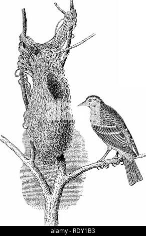 . L'intelligence dans les plantes et les animaux : être une nouvelle édition de l'auteur du "privés de l'âme et l'immortalité.". Intelligence animale ; le comportement animal ; Droseraceae ; psychologie ; comparatif, l'histoire naturelle. 270 La vie et Iniiiiortality.. Femme Oriole de Baltimore. Le nid travail exclusif de son projet de loi. à propos pour un coin où elle pourrait être libre de réaliser ses intentions sans crainte et sans entrave. Les combles aménagées l'endroit, et après l'avoir mis en place avec un grand arbre-branche pour un perchoir, et plein de nouvelles chaînes de blanc aux fins de construction, il a porté son favori et son partenaire de Banque D'Images