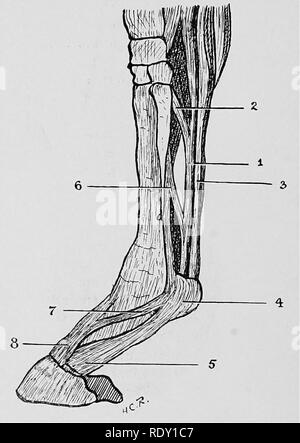 . Les maladies du pied du cheval . Sabots ; chevaux. 18 LES MALADIES DE LA HOESE'S FOOT Action.-l'action de ce muscle est d'étendre la troisième phalange sur la deuxième, la deuxième sur la première, et la première sur les métacarpes. Elle aide également à l'extension du pied sur l'avant-bras.. Fig. 10.-les tendons fléchisseurs et extenseurs Pedis. (Haubnbr.) après 1, Tendon du fléchisseur perforans ; 2, son soutien à l'arrivée de la bande du ligament postérieur du carpe ; 3, tendon du flexor perforatus ; 4, bague et gaine du fléchisseur perforatus ; 5, l'élargissement de l'perforatus fléchisseur plantaire pour former le aponeur Banque D'Images