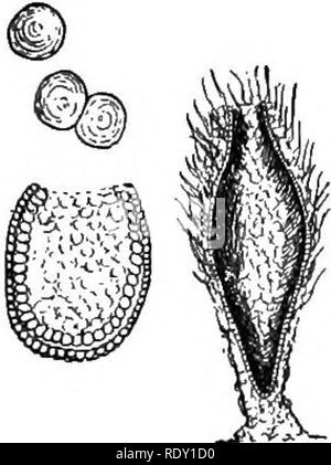 . La vie et l'amour. Biologie ; la reproduction. La division du travail. 29 suggère les formes supérieures de vie, lorsque l'animal ou la plante est composé, non pas d'une seule cellule, mais de plusieurs, parmi lesquels est établi une division du travail. Quand le seul organisme unicellulaire se reproduit, il se divise et devient deux, comme on le voit dans l'amibe. Chaque division est un individu complet. Dans les formes supérieures de vie la créature commence comme une seule cellule. Chaque être vivant, même à l'homme lui-même, entreprend le voyage de la vie, qu'une seule cellule. Cette cellule se divise, mais au lieu des deux cellules ainsi fait séparant les uns des autres, ils s Banque D'Images