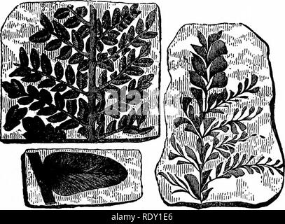 . Champ, forêt et ferme ; les choses intéressantes pour les jeunes amoureux de la nature, y compris certaines questions du moment pour les jardiniers et les cultivateurs de fruits. Histoire naturelle ; l'Agriculture. L'ORIGINE DU CHARBON 337 nous montrent, sur les dalles qui viennent d'être séparés par le coup du marteau, divers de - signes merveilleux dans lequel nous reconnaissons sans hésiter, l'empreinte de moule ou d'une certaine forme de végétation. Il n'y a pas d'erreur à ce sujet ; une usine a quitté sa demeure là ; nous voici en toute vérité la feuille avec ses sous-. Les empreintes de la fem époque Charbon divisions et ses veines. Tout y est, même pour les moindres détails. Banque D'Images