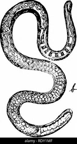 . Un manuel de pathologie vétérinaire, pour les étudiants et les praticiens. Pathologie vétérinaire. 'Rii&Lt ;-r.ina, SiMralis modifier rv.lin. Veuillez noter que ces images sont extraites de la page numérisée des images qui peuvent avoir été retouchées numériquement pour plus de lisibilité - coloration et l'aspect de ces illustrations ne peut pas parfaitement ressembler à l'œuvre originale.. Kinsley, Albert Thomas, 1877-. Chicago, A. Eger Banque D'Images