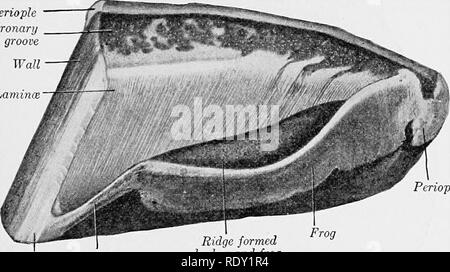 . Principes de la science vétérinaire ; un texte-livre pour une utilisation dans les écoles agricoles. La médecine vétérinaire. L'oreille, l'ŒIL, LA PEAU ET LE PIED 181 minutes fibres tubulaires poils ressemblant fortement cimentées ensemble composent le sabot. Du point de vue des produits Il est à côté de l'importance de la chaussure ; de celle de l'utilité il est para- mont, comme c'est un guide fiable pour l'état des éléments importants qu'elle couvre. Le sabot est divisé dans le mur, l'unique, et la grenouille (Figs. 58, 59). Le mur est la partie qui est visible lorsque le pied repose sur le sol. C'est le pied il Banque D'Images