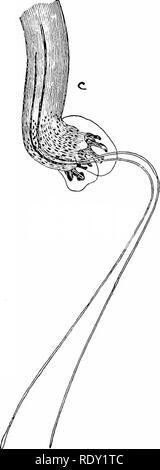 . Un manuel de pathologie vétérinaire, pour les étudiants et les praticiens. Pathologie vétérinaire. 68 pathologie vétérinaire.. Veuillez noter que ces images sont extraites de la page numérisée des images qui peuvent avoir été retouchées numériquement pour plus de lisibilité - coloration et l'aspect de ces illustrations ne peut pas parfaitement ressembler à l'œuvre originale.. Kinsley, Albert Thomas, 1877-. Chicago, A. Eger Banque D'Images