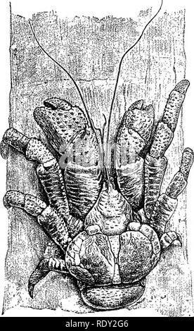 . Un guide général pour le British Museum (Natural History) ... Avec les plans et une vue sur le bâtiment. British Museum (Natural History). GALLEfiY d'insectes. 6] série d'insectes. À côté de la porte sur le côté est sont les nids de termites ou "fourmis blanches, tandis que sur le côté opposé sont de remarquables cocons des chenilles de papillons sociaux différents, et aussi une série de préparations montrant les métamorphoses ou les changements subis par les insectes comme ils grandissent jusqu'à l'échéance. Sur les côtés de la galerie sont des modèles de divers. Fig. 24.^La Cocoandt Birgas (Ceab latro). Les galles, avec dessins des insectes w Banque D'Images