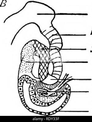 . Un manuel de laboratoire et texte-livre de l'embryologie. L'embryologie. Arc de tube collecteur. Veuillez noter que ces images sont extraites de la page numérisée des images qui peuvent avoir été retouchées numériquement pour plus de lisibilité - coloration et l'aspect de ces illustrations ne peut pas parfaitement ressembler à l'œuvre originale.. Prentiss, Charles William, 1874-1915. Philadelphie, Londres, W. B. Saunders Banque D'Images