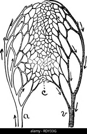 . Lignes de la physiologie comparée et de la morphologie des animaux. Anatomie, physiologie, comparatif, comparatif. Fig. 263.-d'idées : un, coupés de façon à montrer les vannes, v B, section par les soupapes.. Fig. 264.-une artériole, ; v, veinlet ; c, réseau capillaire. L'ar- rangées montrent le cours. éparpillés le long de leur cours de façon irrégulière et à l'unité. Ils ne peuvent pas, par conséquent, l'arrestation, mais seulement retarder le reflux du sang. L'apparence de la nouée lorsque les veines sous-cutanées colletée d sang (comme lorsque le bras est filaires) est due au remplissage de ces vannes (Fig. 263). 3. Le b-capillaires. Banque D'Images