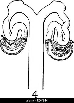 . Un manuel de laboratoire et texte-livre de l'embryologie. L'embryologie. . Veuillez noter que ces images sont extraites de la page numérisée des images qui peuvent avoir été retouchées numériquement pour plus de lisibilité - coloration et l'aspect de ces illustrations ne peut pas parfaitement ressembler à l'œuvre originale.. Prentiss, Charles William, 1874-1915. Philadelphie, Londres, W. B. Saunders Banque D'Images