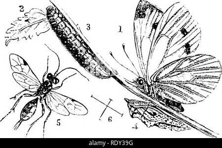 . Un texte-livre de zoologie agricole. Zoologie Zoologie agricole, ;, économique. 174 LEPIDOPTERA (BUTTEEFLIES). Les papillons (Rhopalocera). Parmi les soixante-dix en tliree Pieridx papillons seulement (ou AVhites) peuvent être considérés comme d'importance économique. L'ascidie antennai butterfl toujours identifier un}'. Larve3^, trop, sont souvent épineux, et la nymphe ou chrysalide (4), de l'inclinaison. Fig. 77.-vert-blanc veiné Picris (Twpi), 1 ; 2), Imagi, ovmii ; 3, 4 ; larve, clirysalis Iclmeumon ; 5, (Hemitdes rmlml Fly- ariiis) ; (5, grandeur nature. (Curtis) et généralement de couleur pâle. Pas de cocoon est formé, t Banque D'Images
