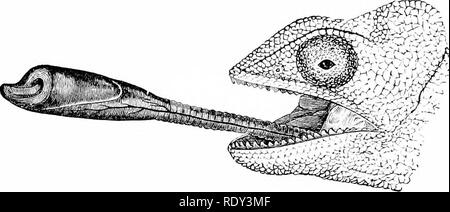 . Un manuel de zoologie. Zoologie. ir. Vertébrés : REPTILIA SQUAMATA,. 599 La Section II. Crassilinguia. Langue épaisse, charnue, pas de la bouche protractile, ou seulement un peu. Iguanid^ ; American, souvent un peigne de piquants sur le dos, les dents, c.-à-d pleurodont, fermement unis à l'intérieur de la mâchoire. Trois cents espèces. Phrynoso Sceleporus* AnoUs*)na* ''crapauds." Dragon.e ; l'Ancien Monde, acrodont les dents, c.-à-d., assis sur l'angle de la mâchoire d'os. Cent cinquante espèces. Chlamydosaurus, Draeo volans, côtes allongées considérablement et le soutien d'un pli cutané Avhioh agit comme un parachute. Sec Banque D'Images