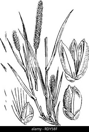 . Illustrations de la flore britannique : une série de gravures sur bois, avec des plantes, des dissections britannique. La botanique, la botanique. 283. Veuillez noter que ces images sont extraites de la page numérisée des images qui peuvent avoir été retouchées numériquement pour plus de lisibilité - coloration et l'aspect de ces illustrations ne peut pas parfaitement ressembler à l'œuvre originale.. Fitch, W. H. (Walter Hood), 1817-1892 ; Smith, George Worthington, 1835-1917 ; Bentham, George, 1800-1884. Manuel de la flore britannique. Londres, L. Reeve &AMP ; Co. Banque D'Images