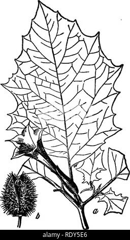 . Les familles de plantes à fleurs. Les plantes ; phanérogames marines. FLOWEEING 234 familles de plantes. Fig. 203. Datura stramoine mauvaises herbes-{Datura stramonium) : a. fleur et feuille ; b, des fruits ; les deux tiers des tailles. (Après Chesnut, Bull. N° 20, div. de bot. U. S. Dep't de l'agric.) certainlj une mauvaise herbe, elle n'est pas tout à fait sans son utilisation, comme le laisse entrer dans presque toutes les préparations pour le traitement de l'asthme. Pas le moindre membre de la famille est l'espèce Nwotiama tobaooo, l. Il y a un certain nombre d'espèces sauvages, mais le commerce de tabac est principalement dérivé de N. Tahacum.. Veuillez noter que Banque D'Images