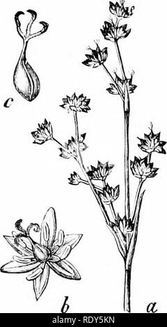 . Botanique de la plante vivante. La botanique. 501 ANNEXE A de nombreuses fleurs dans un cymosc, groupe compact avec chaffy bractées. La fleur est constituée de segments du périanthe, : 3  + 3. polyphyllous, inférieure, sec et chaffy. Androechnii, étamines 3  + 3, hypogynous. Gy-noedum, carpelles syncarpe, 3, supérieur, avec trois longs stigmates plumeux, united ci-dessous dans un style court. Ovaire trilocular, avec un ovule dans chaque loculus (Fig. 403, b, c). Fniit, une capsule déhiscente loculicidally. Les semences avec albumen amylacé.. Veuillez noter que ces images sont extraites de la page numérisée des images qui peuvent avoir Banque D'Images