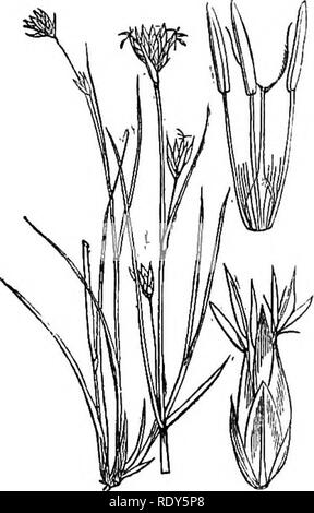 . Illustrations de la flore britannique : une série de gravures sur bois, avec des plantes, des dissections britannique. La botanique, la botanique. 1080. CladiumMariscus.. Veuillez noter que ces images sont extraites de la page numérisée des images qui peuvent avoir été retouchées numériquement pour plus de lisibilité - coloration et l'aspect de ces illustrations ne peut pas parfaitement ressembler à l'œuvre originale.. Fitch, W. H. (Walter Hood), 1817-1892 ; Smith, George Worthington, 1835-1917 ; Bentham, George, 1800-1884. Manuel de la flore britannique. Londres, L. Reeve &AMP ; Co. Banque D'Images