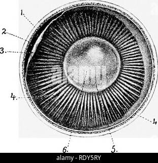 . L'anatomie de l'animaux domestiques . Anatomie vétérinaire. 868 LES ORGANES DES SENS ET DE LA PEAU DU CHEVAL LA RÉTINE la rétine ou tunique nerveux du globe oculaire est une membrane délicate qui s'étend de l'entrée du nerf optique à la marge de l'élève. Il se compose de trois parties. La grande partie postérieure, qui seule contient les éléments nerveux, y compris le neuro-épithélium et spécial le nerf optique-fibres, est appelé la pars optica retinae. Il s'étend de l'avant à l'bodj ciliaire^, où elle se termine sur une ligne circulaire régulière presque appelé l'ère ciliaris rétine.' ici le reti Banque D'Images