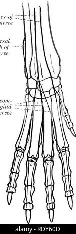 . L'anatomie de l'animaux domestiques . Anatomie vétérinaire. 854 LE SYSTÈME NERVEUX DU CHIEN l'avant-bras il dégage la direction de dorsale (R.) dorsahs suppUes twdgs cutanée, qui à l'orthèse dorso-surface latérale de la partie distale de l'avant-bras et le carpe et se termine comme le nerf digital dorsal du cinquième doigt. En ordre décroissant, sous couvert de l'flexor carpi ulnaris, le cubital inclinés vers le dedans sous le tendon d'insertion de ce muscle et se divise en branches superficielles et profondes. La direction superficielle (R. superficiahs) descend le long de la frontière latérale de la GIV, les tendons fléchisseurs Banque D'Images