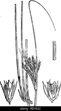 . Illustrations de la flore britannique : une série de gravures sur bois, avec des plantes, des dissections britannique. La botanique, la botanique. 258. Veuillez noter que ces images sont extraites de la page numérisée des images qui peuvent avoir été retouchées numériquement pour plus de lisibilité - coloration et l'aspect de ces illustrations ne peut pas parfaitement ressembler à l'œuvre originale.. Fitch, W. H. (Walter Hood), 1817-1892 ; Smith, George Worthington, 1835-1917 ; Bentham, George, 1800-1884. Manuel de la flore britannique. Londres, L. Reeve &AMP ; Co. Banque D'Images