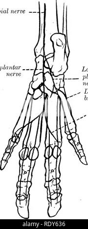 Anatomie Du Nerf Saphene Photo Stock Alamy