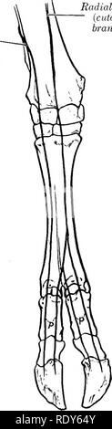 . L'anatomie de l'animaux domestiques . Anatomie vétérinaire. 840 LE SYSTÈME NERVEUX DE L'OX rumen et la surface adjacente de l'abomasum. La face ventrale du tronc de l'œsophage va à gauche de la surface de la panse ; il fournit des branches au plexus hépatique et à toutes les divisions de l'estomac. La moelle épinière nerf accessoire présente deux particularités. La partie qui rejoint la veine jugulaire d'un petit ours ganglion ganglion. La direction ventrale alimente les deux parties de la sterno-cephalicus. Le nerf nerf hypoglosse est grand. Il est connecté avec la face ventrale de la première division du nerf cervical par une branche de Banque D'Images