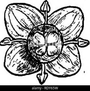 . Les familles de plantes à fleurs. Les plantes ; phanérogames marines. 158 familles de plantes FLOWEEING environ une douzaine d'autres espèces de plantes aux États-Unis, certains avec feuillus et certains avec leurs feuilles persistantes, mais aucun d'entre eux sont très ornamental sauf peut-être lorsqu'il est chargé avec des fruits mûrs. Les feuilles de la "yaupon".dans les États du Sud (/. Cassine) ont été utilisés pour le thé ; mais c'est à partir des feuilles de /. Un Paragmiyensis, espèces d'Amérique du Sud, qu'une boisson de qualité fine vraiment est obtenu. Il est connu sous le nom de second ou de thé du Paraguay, et est aussi importante dans le commerce du pays comme ordin Banque D'Images