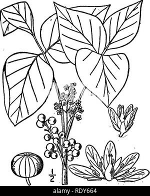 . Les familles de plantes à fleurs. Les plantes ; phanérogames marines. FliOWEEING 156 familles de plantes. Fig. 135. Le poison ivy {Rhus radicans). Après Britten &AMP ; Brown, 111. Fl. NoVtheast. Ing des États-Unis. Pistache noix sont le produit d'une espèce de Pistacia, originaire de l'Asie de l'ouest. La mangue, que la plupart des délicieux fruits tropicaux, est donné par Mangifera indica, un bel arbre à feuillage vert profond. L'odeur de la térébenthine si remarquable ia la peau extérieure de la mangue est significatif d'un bien commun à presque tous les Anacardiaceous les arbres, et une grande variété de résines, vernis et autres sont obtenir Banque D'Images