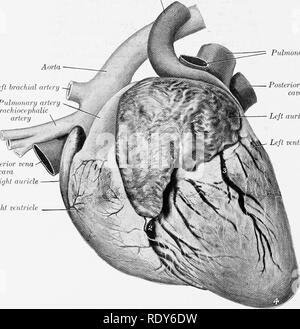 . L'anatomie de l'animaux domestiques . Anatomie vétérinaire. 734 Système circulatoire DU COCHON fasciae latse, environ à mi-chemin entre les tuber coxae et la rotule. Il est en forme de rein et est un peu plus qu'un pouce (ca. 3 cm) de long et près de un pouce (ca. 2 cm) de largeur. Inguinal superficiel ou les ganglions mammaires sont usuahy au nombre de deux de chaque côté. Le plus grand est en forme de rein ; il peut être d'un pouce et demi (ca. 3,5 cm) de long et environ la moitié de la largeur. L'appareil est plus petit et ovale habituellement environ un demi-pouce (ca. 1 cm) de longueur. Le système circulatoire DU COCHON LE COEUR du péricarde Banque D'Images