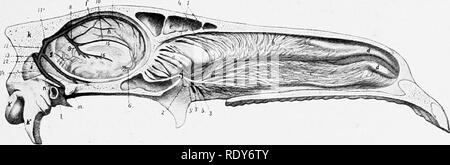 . L'anatomie de l'animaux domestiques . Anatomie vétérinaire. Les sinus de la dure-mère 687 glossus, et un autre dans le genio-hyoideus. La veine est d'abord couvert par le mylo-hyoideus, perfore le muscle qui s'exécute, le long de la bade-hyoideus omo en rela- tion à la glandes lymphatiques mandibulaires, et rejoint le maxillaire externe à proximité de la frontière postérieure de la mâchoire. La veine sublinguale (C. sublingualis) est plus petite que la précédente. Il re- reçoit au niveau de la peau et des muscles de l'espace de la mandibule, la glande sublinguale, et les gencives. Il s'ouvre dans la veine maxillaire externe près de la face linguale ou Banque D'Images