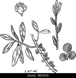 . Les familles de plantes à fleurs. Les plantes ; phanérogames marines. Les familles de plantes à fleurs. 75 feuilles lancéolées et des fleurs dans les individus, aments de sexes différents. L'ovaire est constitué d'un seul carpelle qui mûrit dans un fruit en pierre sèche ou drupes, comme c'est techniquement appelé. L'habitat dans les plantes sont confinés dans des marécages. Â Famille Juglandacées. La famille de noix. Cela représente un autre ordre distinct, et comprend six genres, dont le plus important est l'Ilicoria et noyer, l'hickory. Les noix num- l^» ^* ir (WL/ '^Â®'' sur 8 espèces, le ^ »»^ ^*''â ¢ hickories 15 ou 2 Banque D'Images