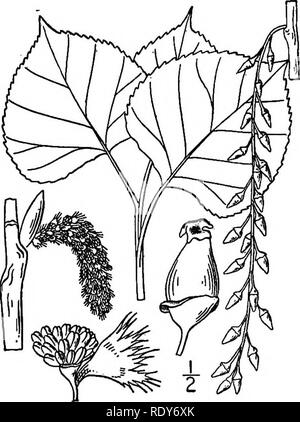 . Les familles de plantes à fleurs. Les plantes ; phanérogames marines. Les familles de plantes à fleurs. Famille 73 Chloranthaceae. Chloranthus Famille. Un petit groupe d'importance et ONU, étroitement liée à l'Pepperworts, et exclusivement composé de trois genres tropicaux, qui englobe environ 30 espèces. Ce sont des arbres, des arbustes, ou rarement des herbes. Lacistemaceae de famille. Lacistema la famille. Un autre petit groupe, avec un seul genre, Lacistema, y compris 16 espèces d'Amérique du Sud. Chapitre XIII. Ordre Salicales Juglomdales, et leurs alliés. Famille Salicaceae. Famille du saule. C'est le seul exemple de son ordre, et il consi Banque D'Images